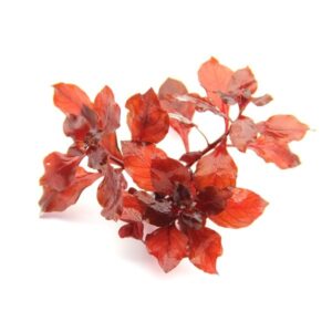Ludwigia palustris Super Red