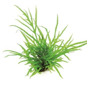 Microsorum Pteropus Trident