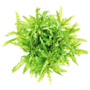 Pogostemon helferi