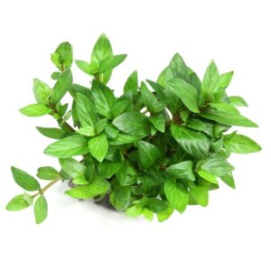 Staurogyne repens
