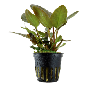 Lagenandra meeboldii 'Red'