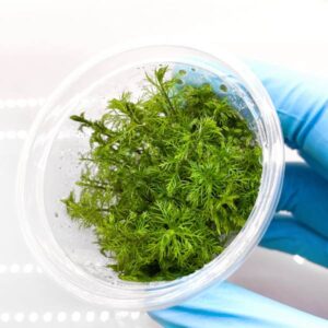 Myriophyllum elatinoides Snowflake INV