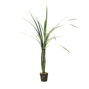 Ophiopogon jab. Variegata