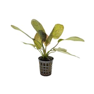 Echinodorus Ozelot Red