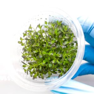 Rotala Florida Sunset INV