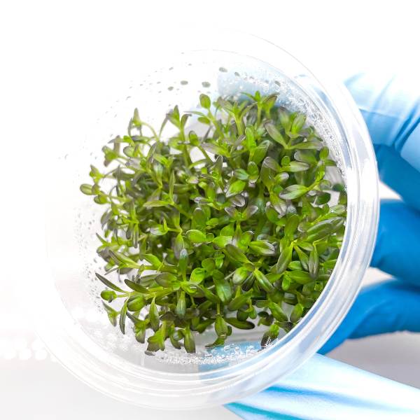 Rotala Florida Sunset INV
