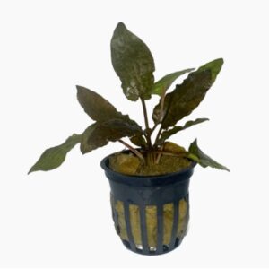 Cryptocoryna Wendtii Tropica