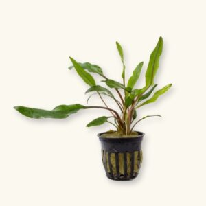 Cryptocoryna Wendtii Brown